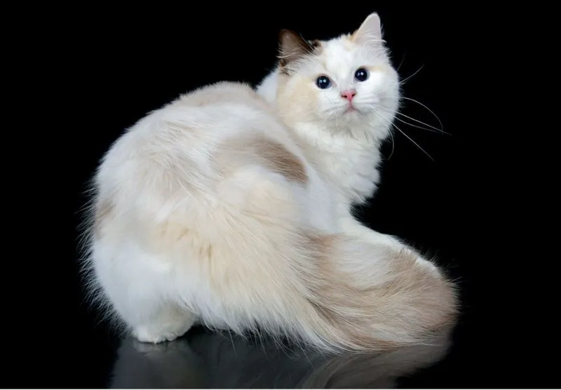 Эксклюзивные Регдоллы 3 Эксклюзивные Регдоллы 3
