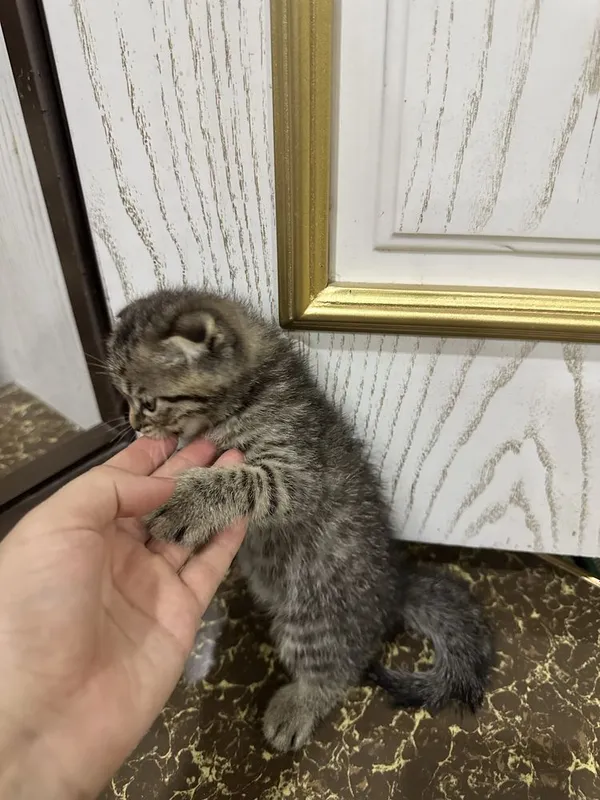 Aqilli uynoqi mehribon mushukchalar 8 Aqilli uynoqi mehribon mushukchalar 8