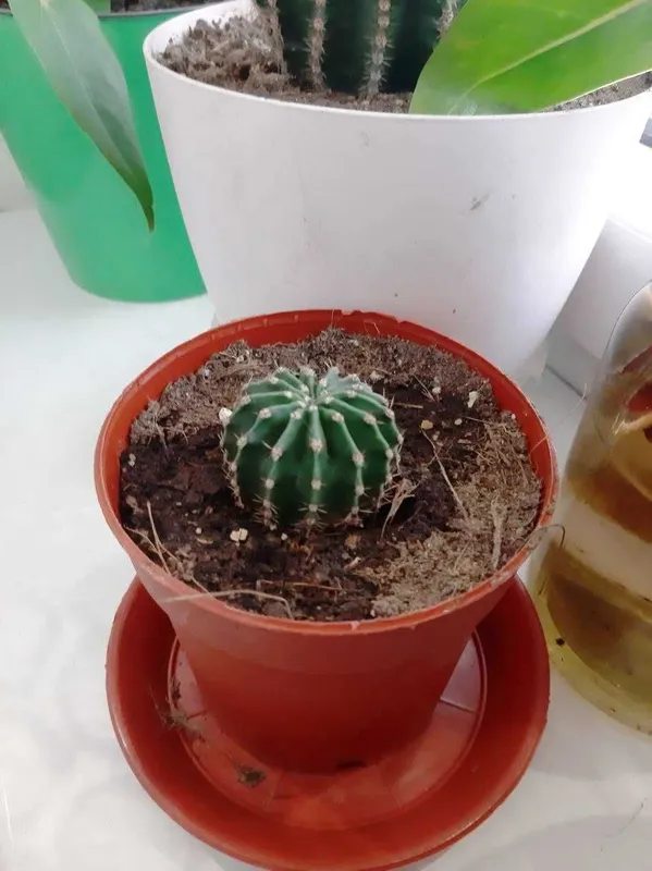 Продам оригинальный цветок кактус Эхинопсис ECHINOPSIS 1шт 30,000 сум Продам оригинальный цветок кактус Эхинопсис ECHINOPSIS 1шт 30,000 сум