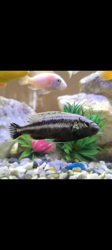 Akvarium sotiladi baliqlari bilan — фото 1