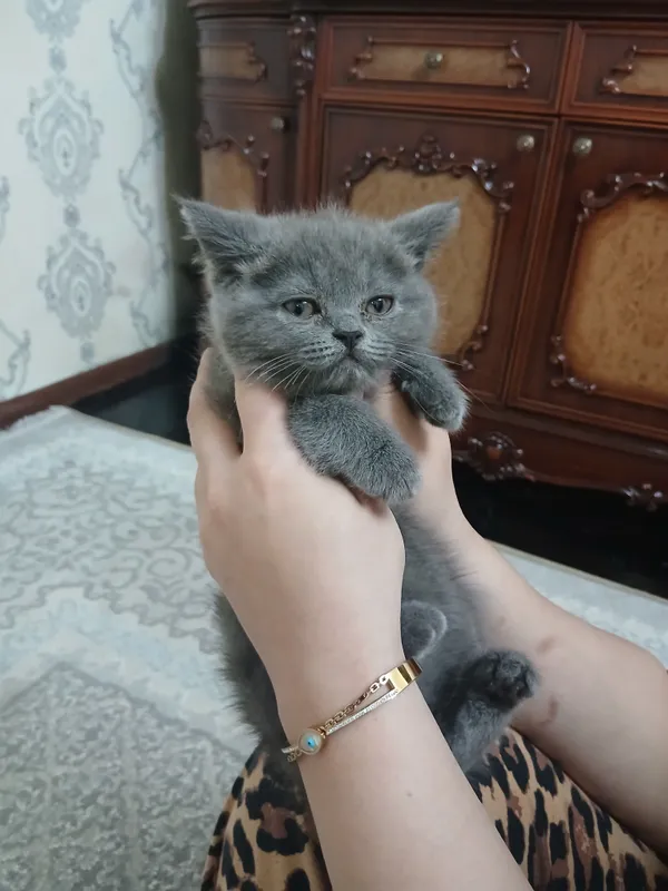 шартрез 1