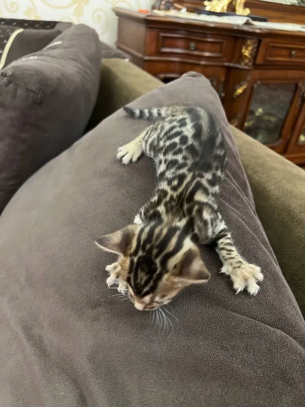 Бенгальский котята — фото 4