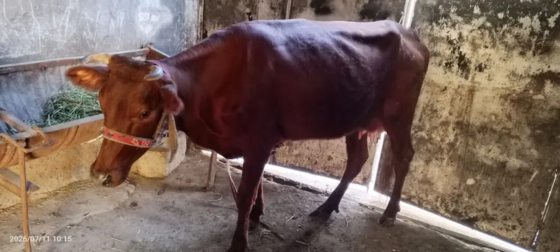 Ona bola sigir sotiladi 6