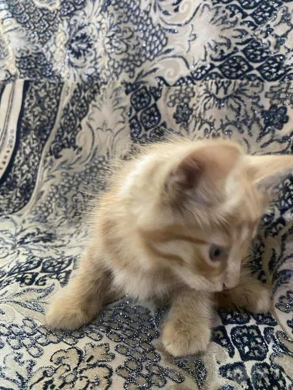Котята в добрые руки БЕСПЛАТНО 6 Котята в добрые руки БЕСПЛАТНО 6