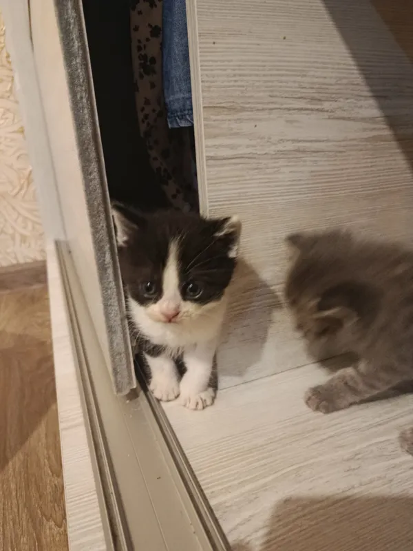 Котёнок 2 Котёнок 2
