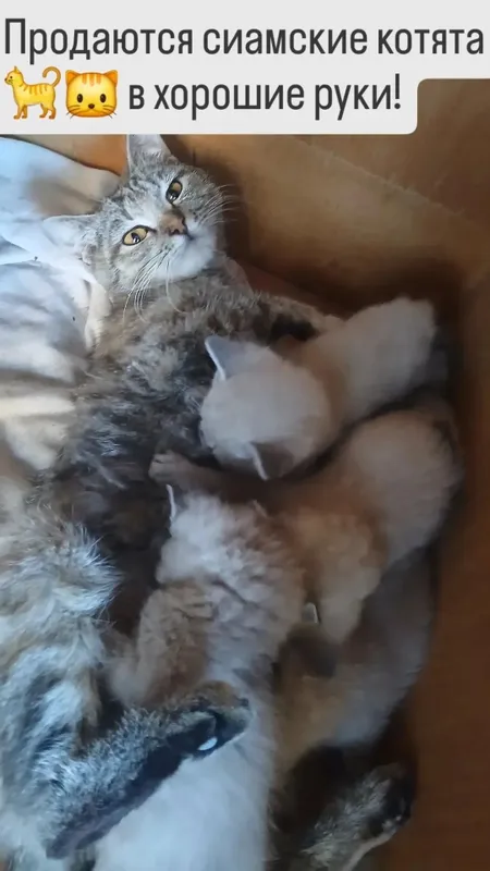 Продаются котята. 1 Продаются котята. 1