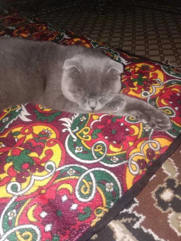 Шотландский скотиш фолд 5 Шотландский скотиш фолд 5