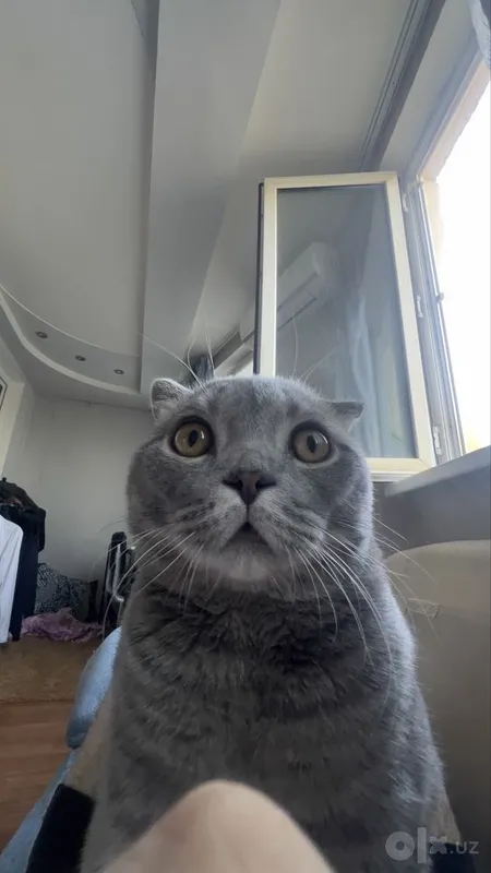 Scottish Fold MuMu 4 Scottish Fold MuMu 4