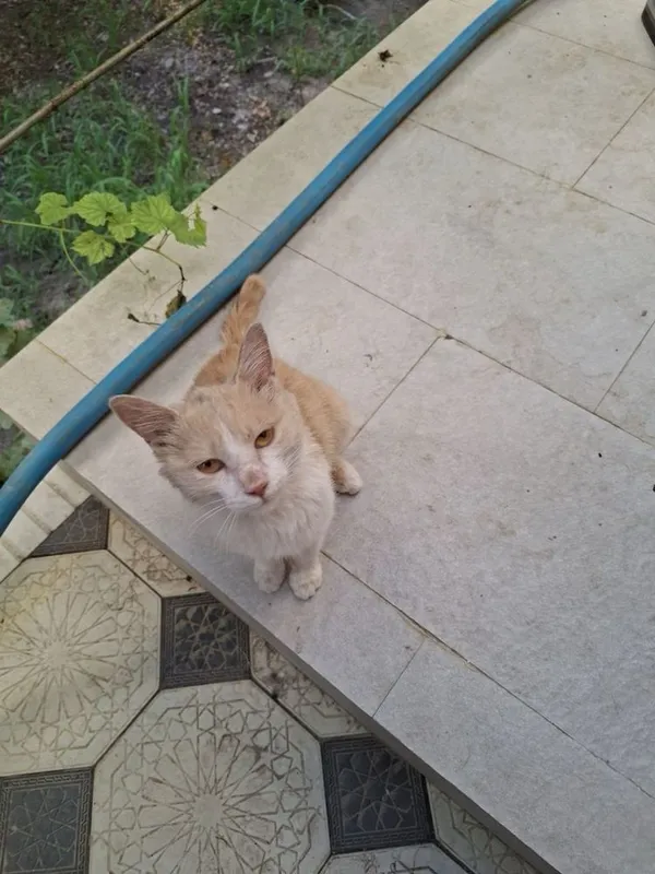 Отдадим бесплатно котёнка в добрые руки 6