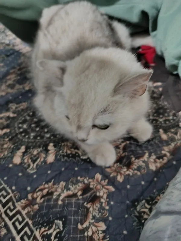 Продаётся кошка британская шиншилла, девочка 1 Продаётся кошка британская шиншилла, девочка 1
