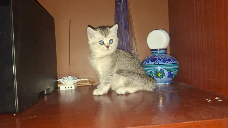 Shinshila mushukchalar sotuvda bor qiz 2 oylik