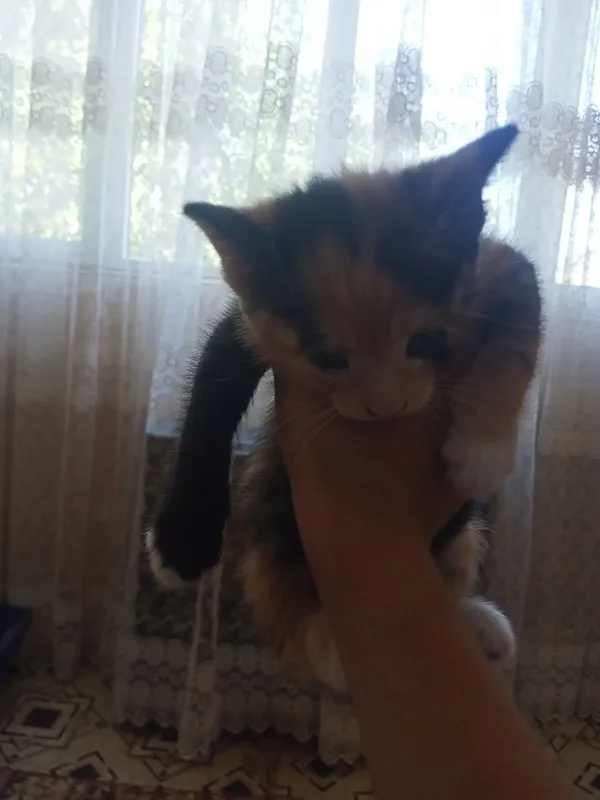 Mushuk bolasi tekinga beriladi! 5 Mushuk bolasi tekinga beriladi! 5
