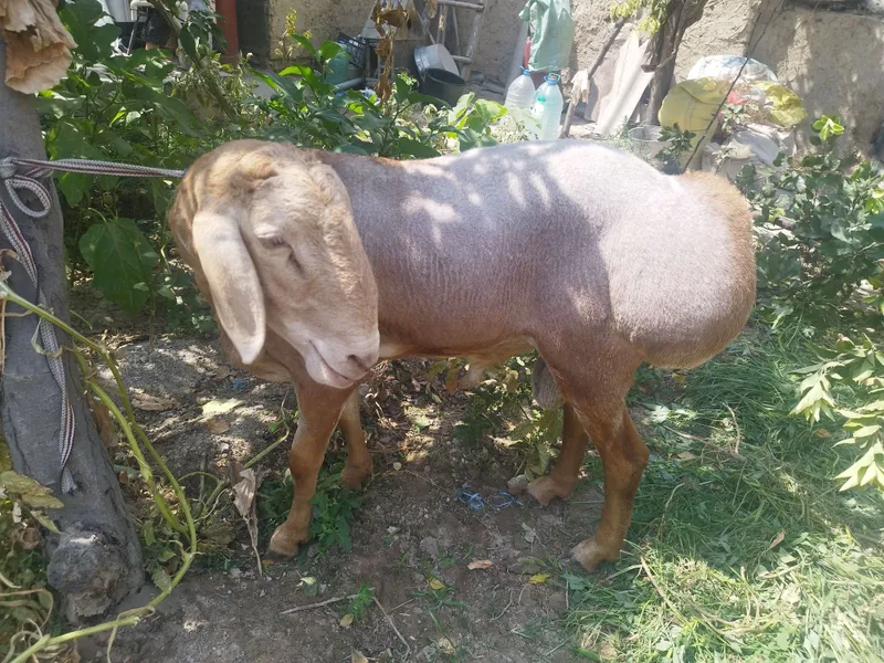 Arashan zotli qoʻy ishonchli sogʻlom hali tish chiqmagan yosh. 115 +kg