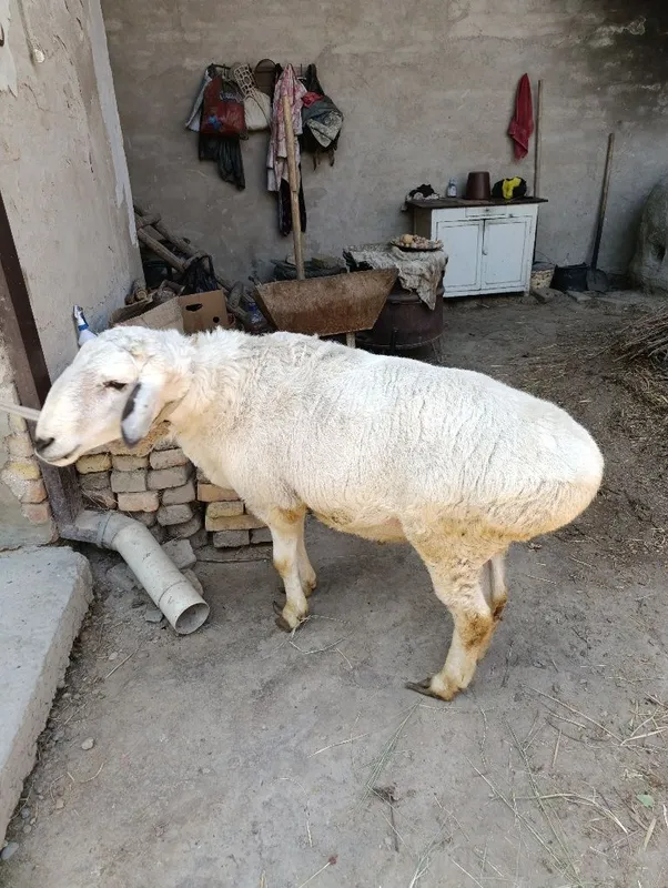 Qo'chqor sotiladi