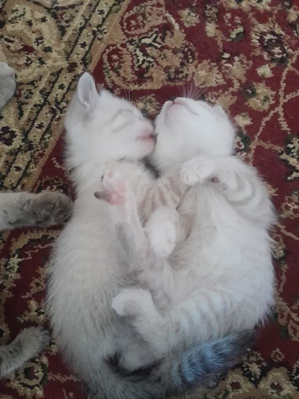 Продаётся котёнок — фото 2