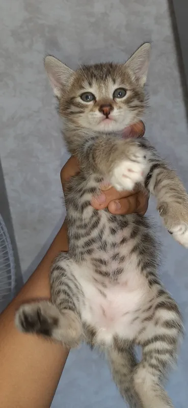 mushuk sotiladi!! 2