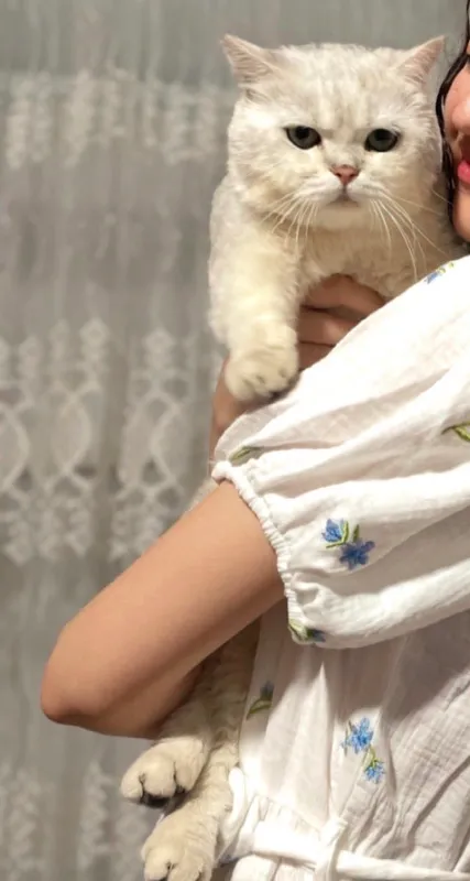 британский серебристый котенок winwilla 4