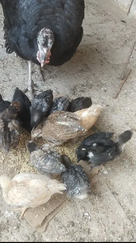 Продаются домашние цыплята