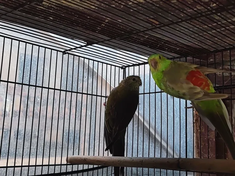 Toti qush Pefchik , sayroqi toti qush . 7