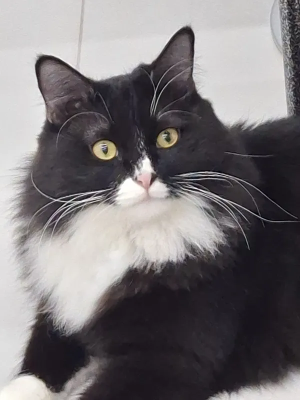 Котик мальчик кастрат 2 Котик мальчик кастрат 2