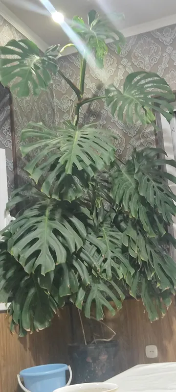 Monstera guli sogʻlom usib turgan gul