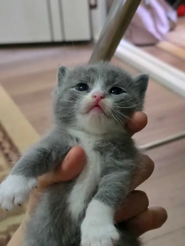 Продаётся породистые котята — фото 1