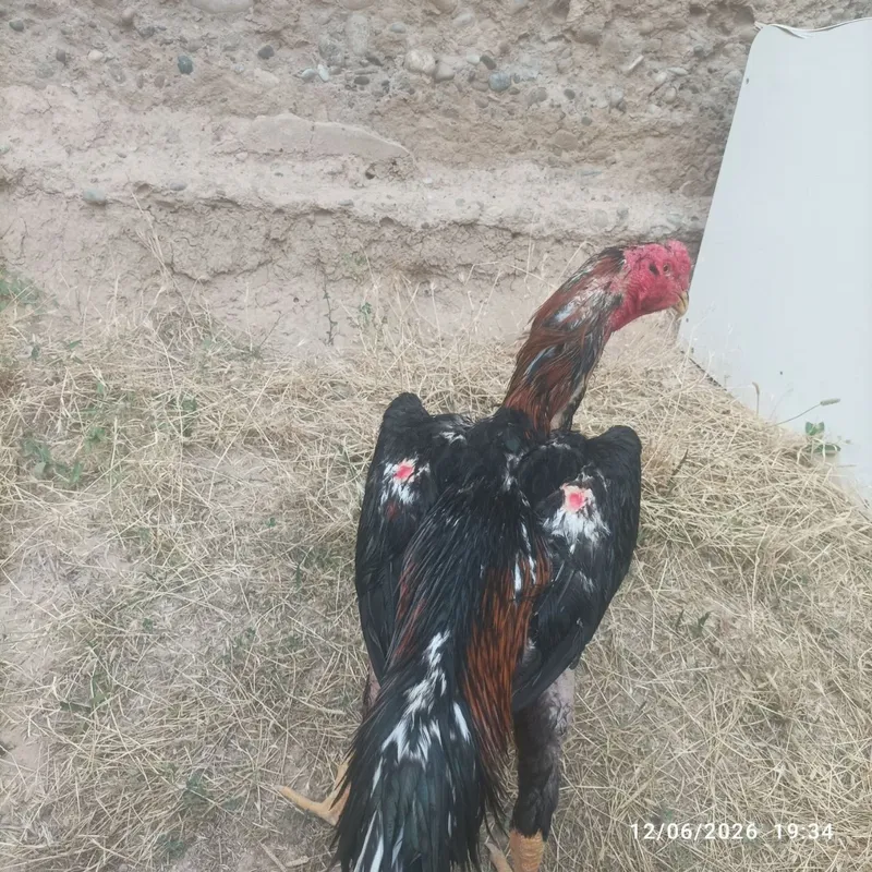 Pravaznoy horoz sotiladi zori toza narsa 3