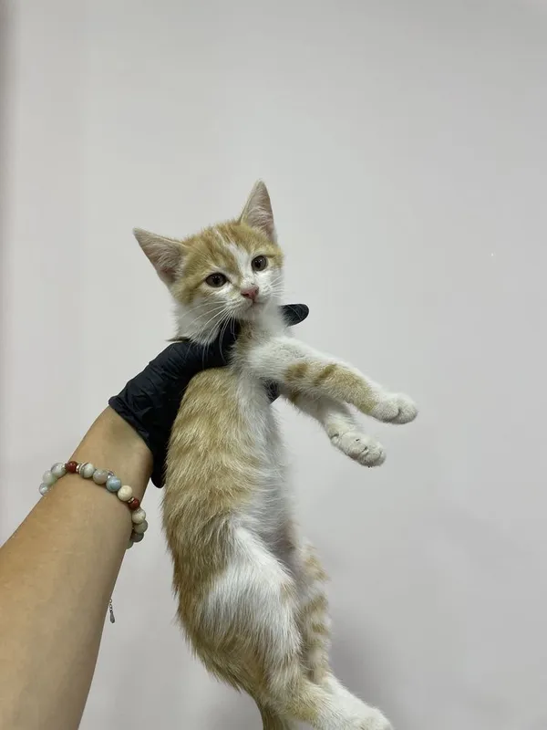 Котенок в добрые руки 3 Котенок в добрые руки 3