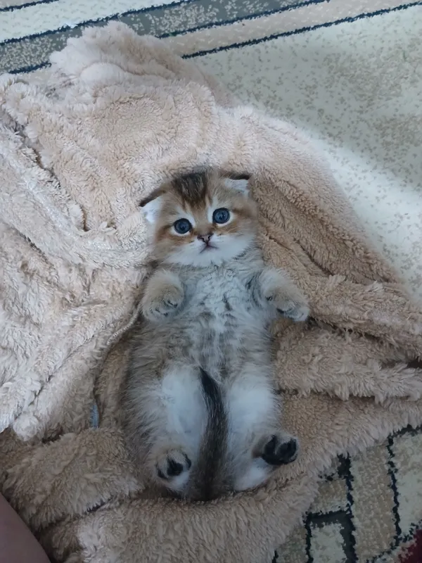 продаю котят шиншил — фото 3
