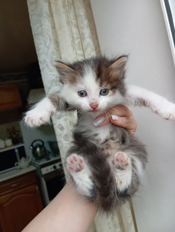 котята все девочки отдадим даром в хорошие руки — фото 5