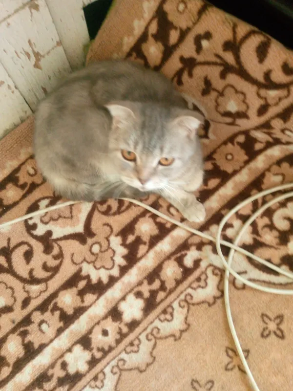 mushuk