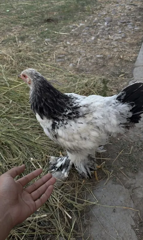 Zotli brama sotiladi 3