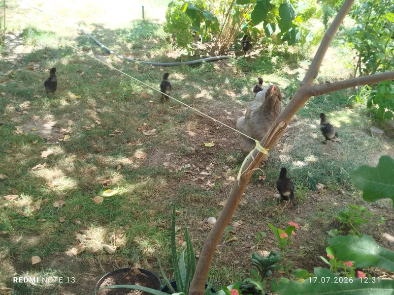 Dvoyka brama tovuq 6 ta joʻjasi bn sotiladi oʻzi ochgan 3 Dvoyka brama tovuq 6 ta joʻjasi bn sotiladi oʻzi ochgan 3