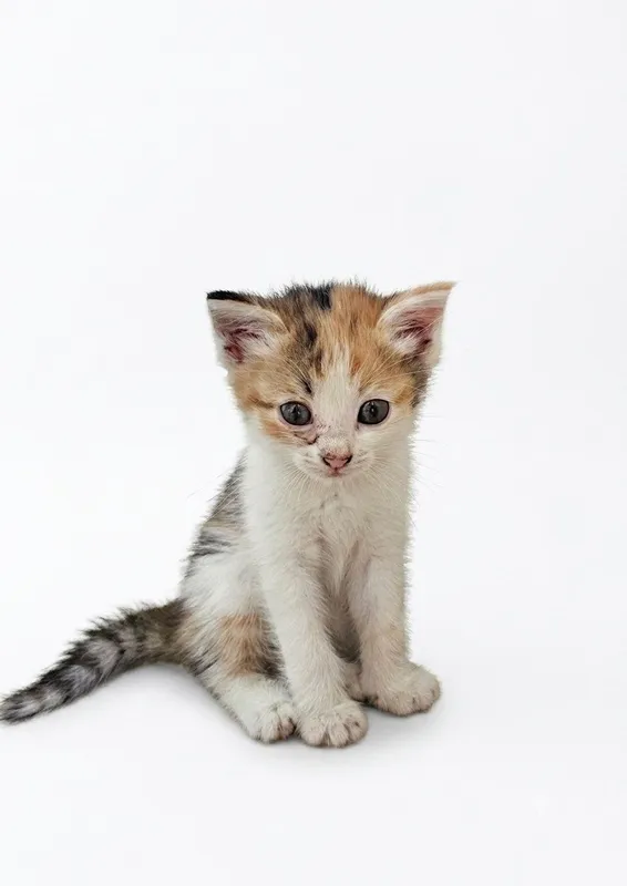 Милые котята , домашние!