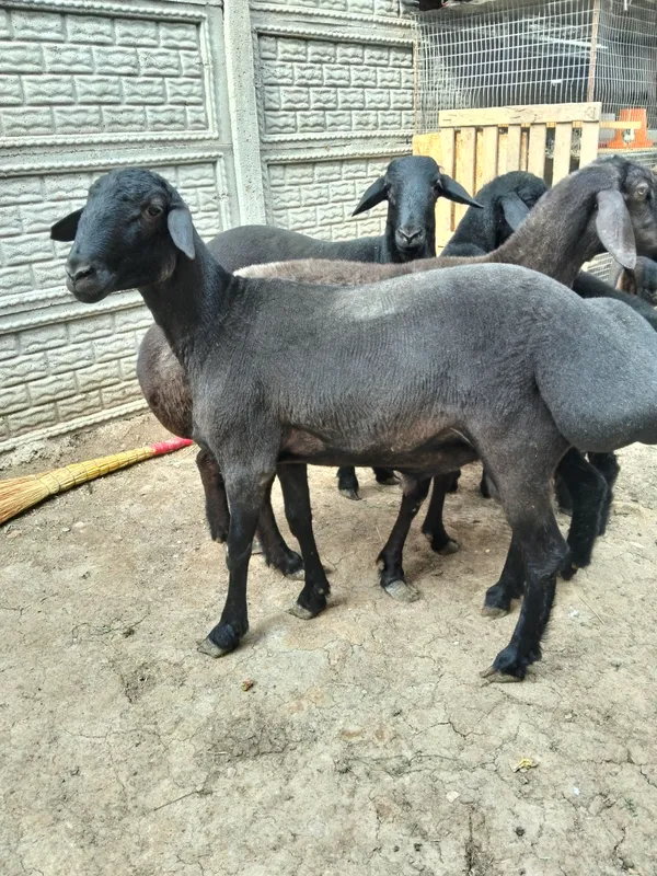 Qochqor 2 ta trik vazni 75/80kg — фото 5