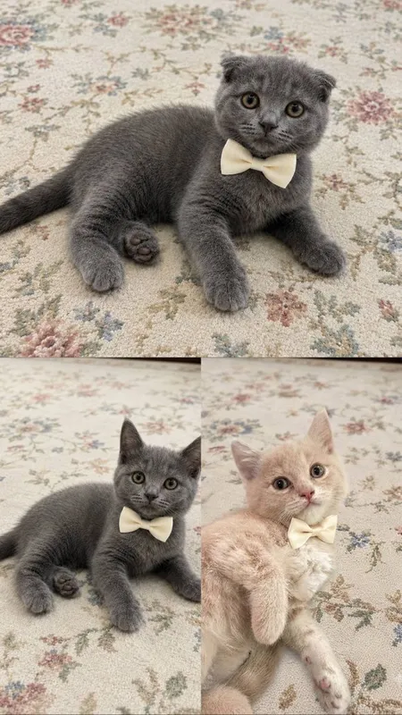 Scottish fold, straight
