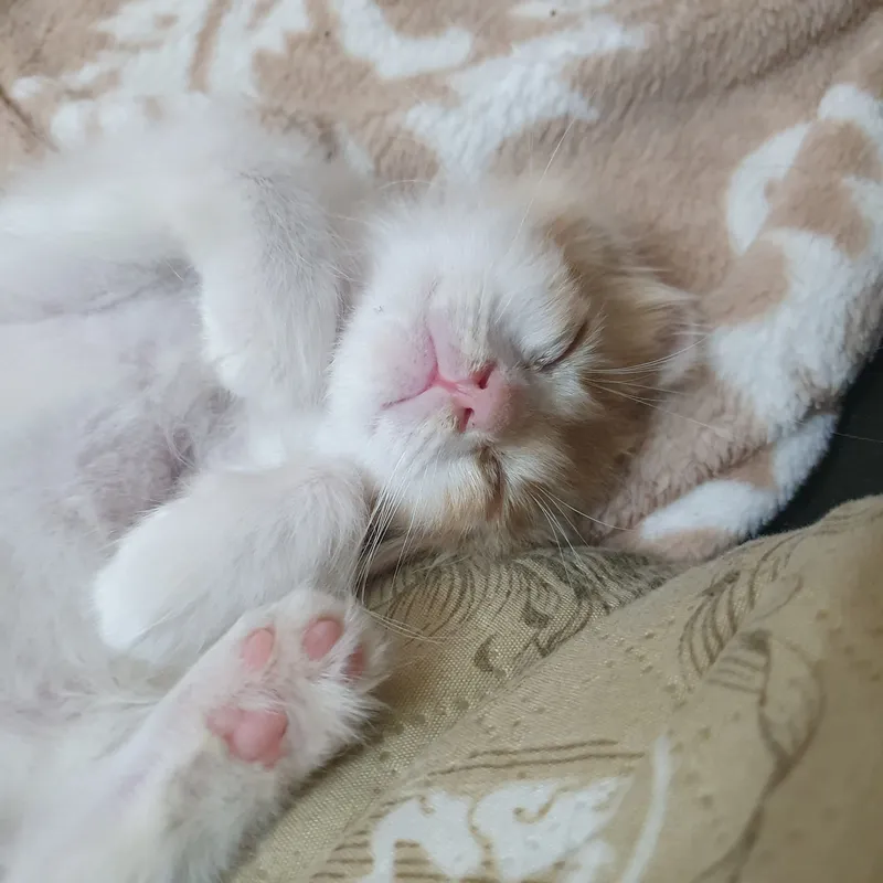котята пушистые 1 котята пушистые 1