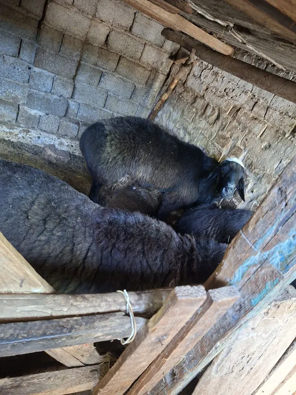 Курбонликка Кочкорла бор