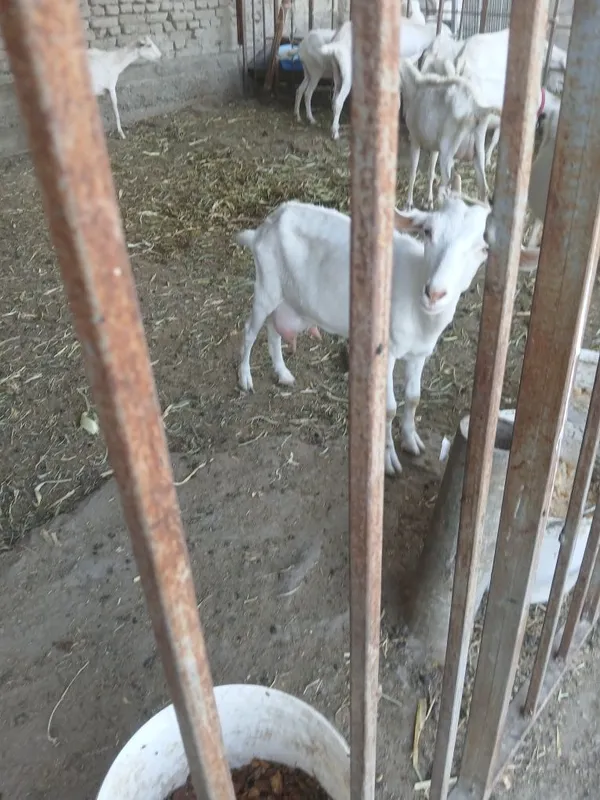 Zanin zotli echki sotiladi 1chi sqorin suti 1.5 litr 3