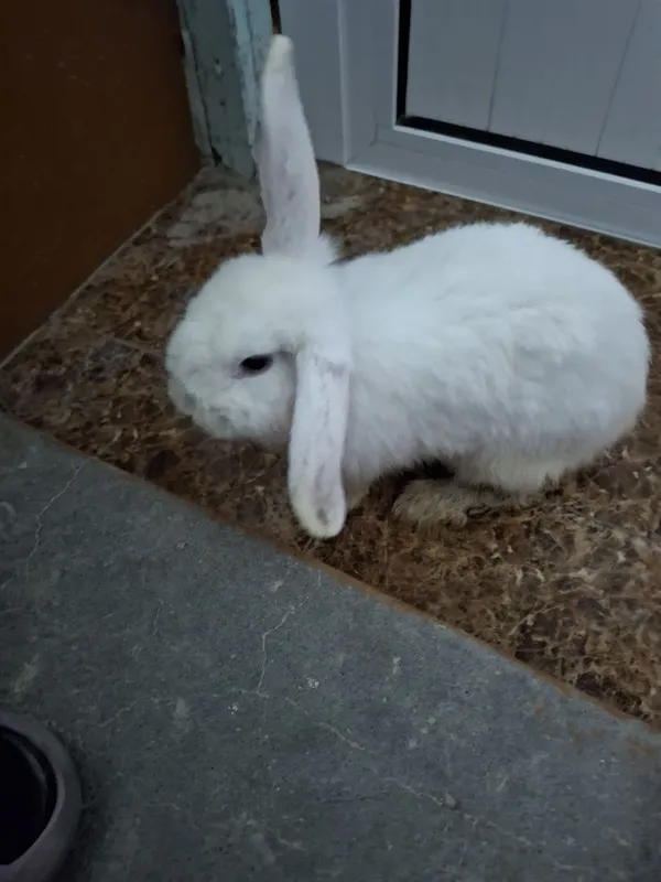 Karlik baran quyonimizni sotamiz.UXOJENNIY quyon 1