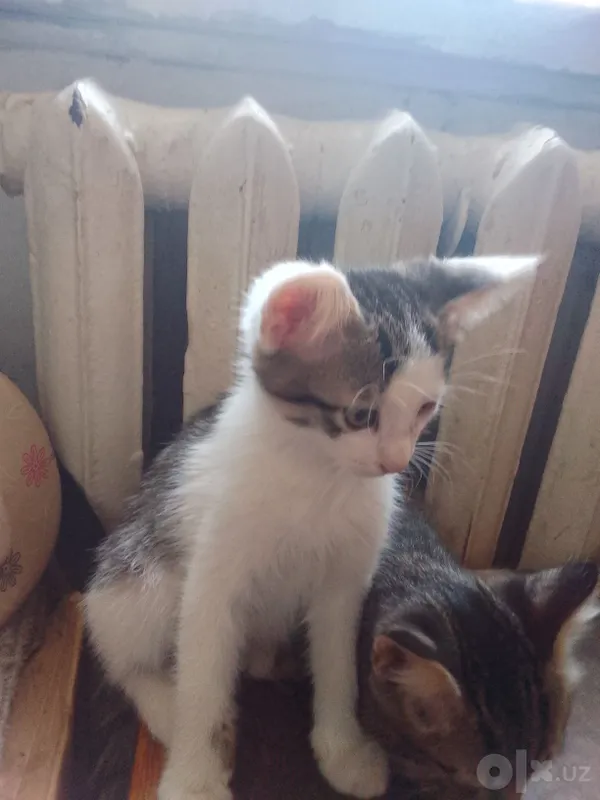 Домашние чистые котята, 2 месяца. 3 Домашние чистые котята, 2 месяца. 3