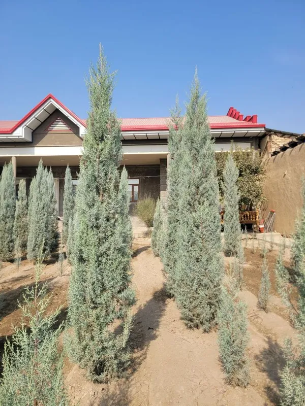 arizonski kiparis archa boyi 1.2 da 3.30 ga bor 50 $ dan boshlanadi — фото 2