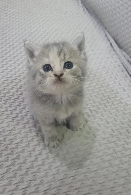 mushkcha