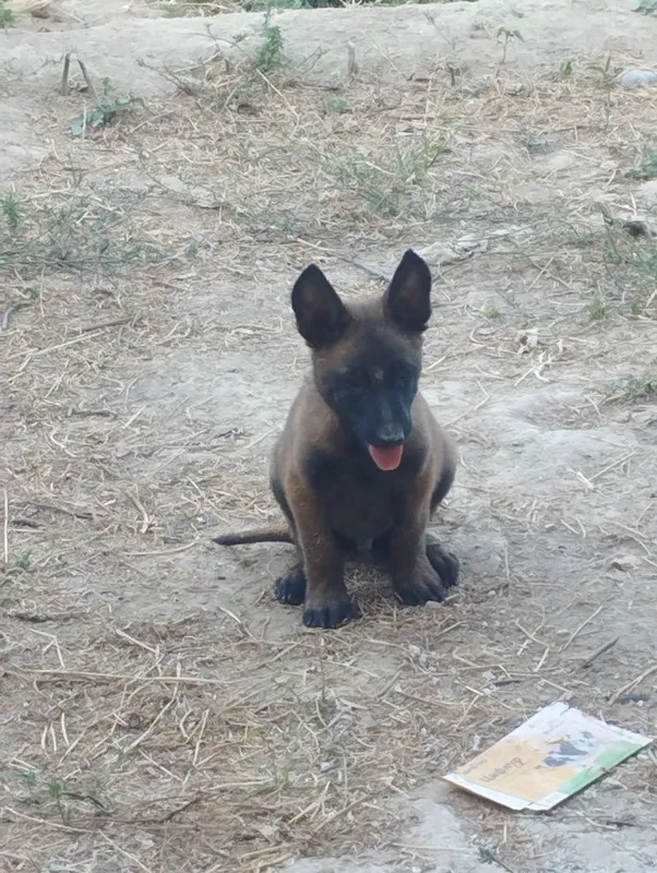 Belgiya malinovasi 2 Belgiya malinovasi 2