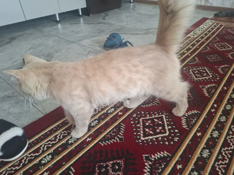 Aqilliy pishakcha 6 Aqilliy pishakcha 6