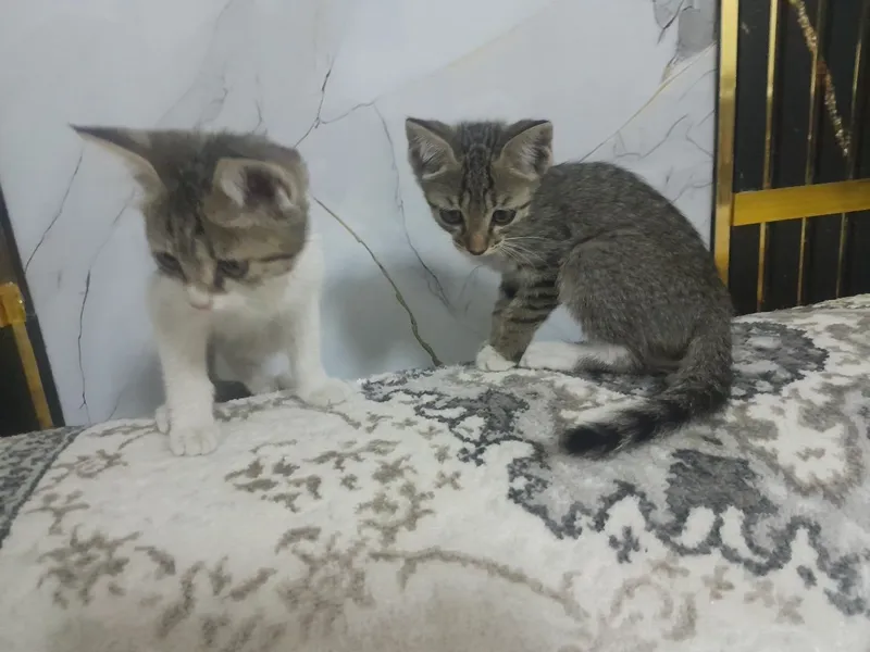 Котёнок в подарок 6 Котёнок в подарок 6