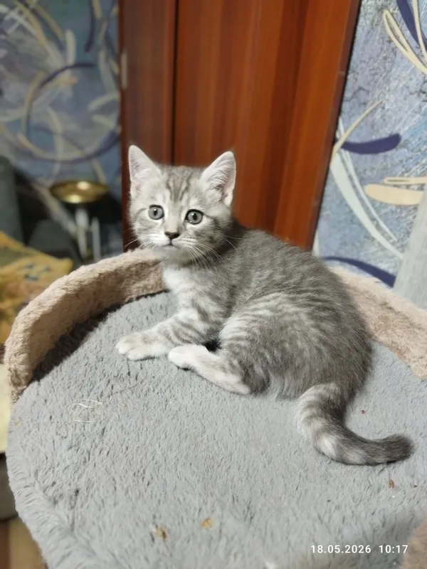 срочно продаются шотландские котята