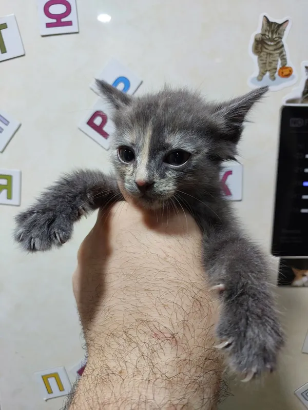 Отдаю кота очень хороший 4 Отдаю кота очень хороший 4