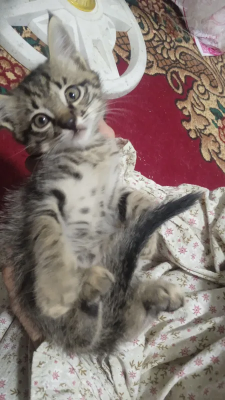 Котёнок 1 Котёнок 1