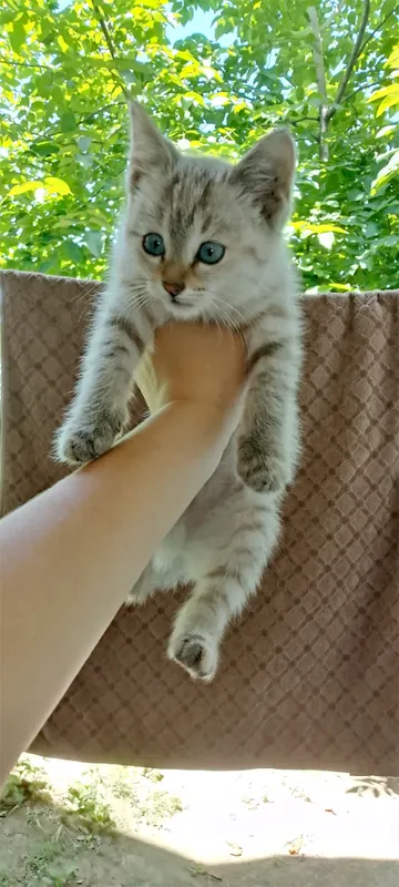 Zotli uy mushugi sotiladi.
